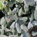 Salvia fruticosa Leaf