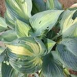 Hosta sieboldianaList