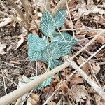 Goodyera pubescens Blatt