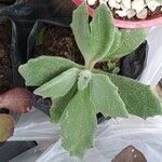 Kalanchoe millotii Leaf