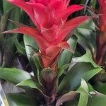 Guzmania monostachia Žiedas