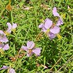 Rhexia mariana Blüte