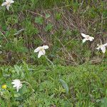 Anemone baldensis Habitat