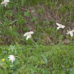 Anemone baldensis Vekstform