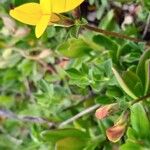 Lotus alpinus Flower