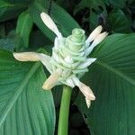 Goeppertia macrosepala Flor