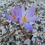 Crocus serotinus Fleur