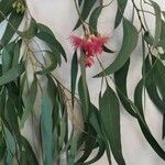 Eucalyptus sideroxylon List