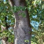 Quercus garryana Corteza