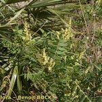 Rhus coriaria Hábito