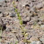 Reseda villosa Fruit