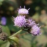 Ageratum conyzoides Çiçek