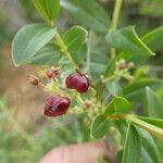 Coriaria myrtifoliaFruit