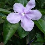 Brunfelsia uniflora Blodyn