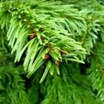 Picea omorika ഇല