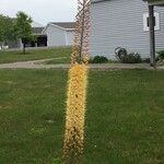 Eremurus stenophyllus Flower