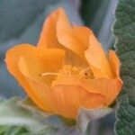 Abutilon grandifolium Kvet