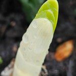 Allium cepa Hoja