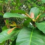 Terminalia catappa Leaf