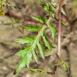 Rorippa palustris Blad