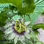 Passiflora edulis Blomma