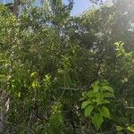 Ximenia americana Staniste