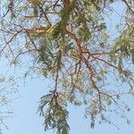 Vachellia sieberiana Blatt