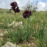 Iris atrofusca Blüte