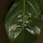 Ormosia coutinhoi Leaf