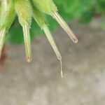 Pelargonium vitifolium 果実