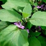 Solanum melongena Blad