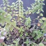 Lippia origanoides Ліст