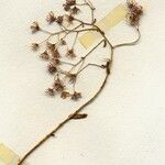 Sedum caeruleum Kwiat