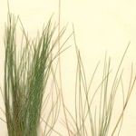 Deschampsia setacea Habit