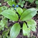 Clintonia borealisЦветок