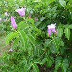 Cryptostegia madagascariensis Habit