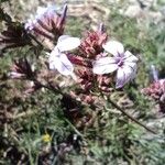 Plumbago europaea Flower