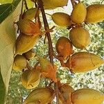 Paulownia tomentosa Frucht