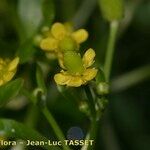Ranunculus sceleratus Flower