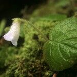 Lembocarpus amoenus Çiçek