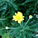 Euryops pectinatus Celota