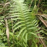 Thelypteris interrupta Folio