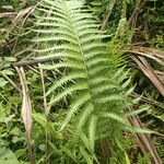 Thelypteris interrupta Leaf