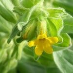 Alkanna graeca Flor