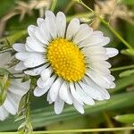 Bellis annua Blomma