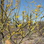 Parkinsonia praecox Кора