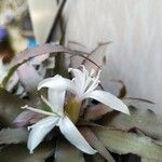 Cryptanthus acaulis 花