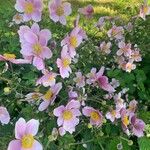 Anemone hupehensis Blüte