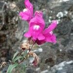 Antirrhinum majusBlomst