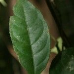 Rinorea amapensis ഇല